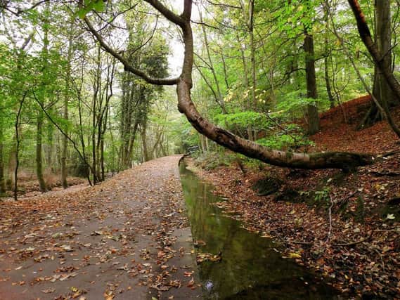 The Porter Brook in Autumn. Picture by Star reader, Les Cornthwaite