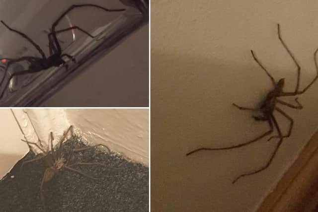 Doctor Who's next episode will feature a killer spider invasion in Sheffield