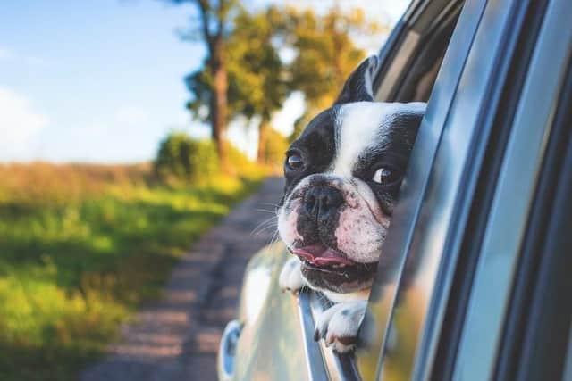 Why you could be fined for driving with a pet in the car