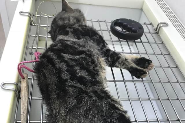 The cat was found dead on a path beside wasteland in Rotherham