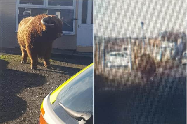 Bull in Rotherham - Credit: SYP Operational Support