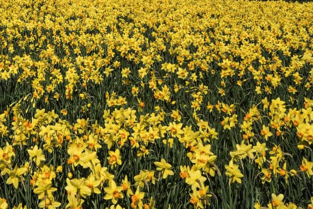 A host of golden daffodils.....Picture by Jane Coltman