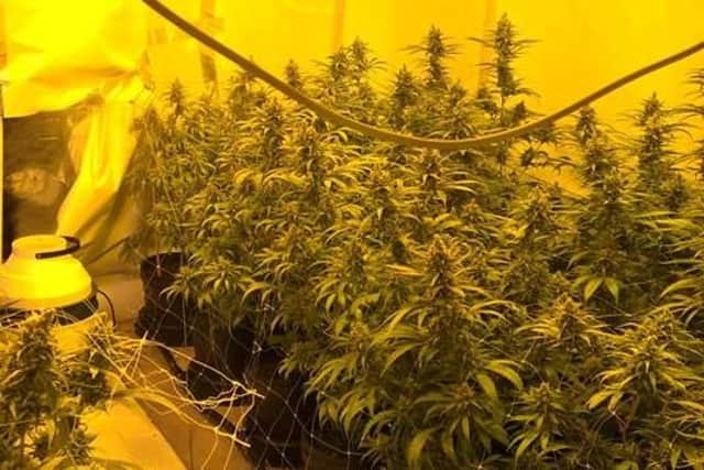 Cannabis plants were found in a police raid in Sheffield