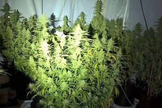 Cannabis plants found in Sheffield yesterday
