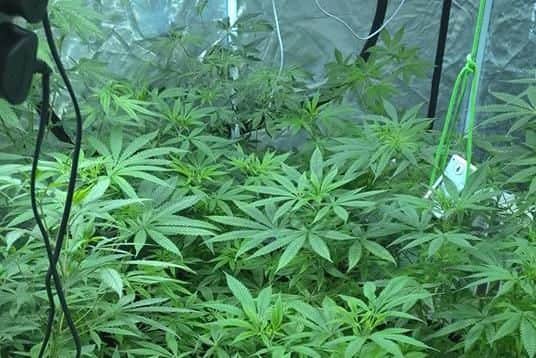 A man was arrested after over 250 cannabis plants were found in a house in Sheffield