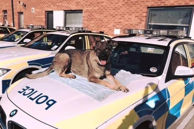 Police dog Flick