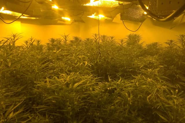 Cannabis plants seized in a raid on a property on Ramsden Road. Picture: South Yorkshire Police.