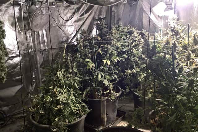 Cannabis plants found during a police raid in Doncaster
