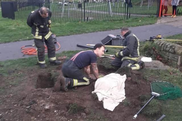 Firefighters rescued a dog and a fox trapped in a Sheffield sewer