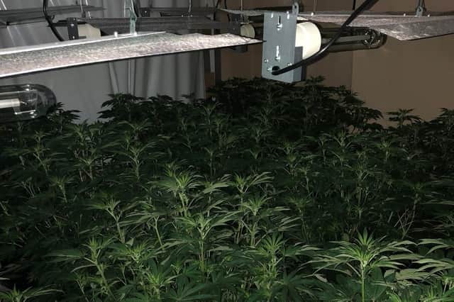 A 'substantial' cannabis crop was found in a house in Woodhouse
