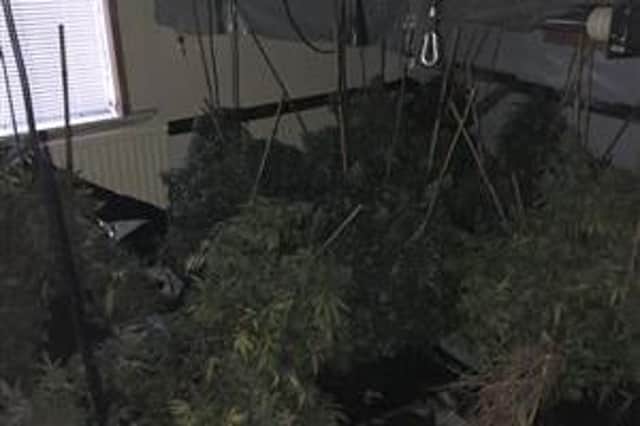 A house in Walkley was used as a cannabis factory
