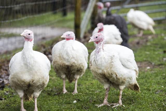 Turkeys at Whirlow Hall Farm as Christmas approaches