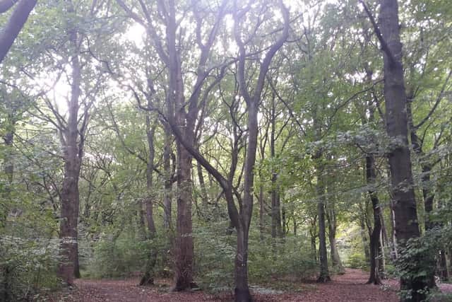 Sheffield council says the new strategy will help preserve and enhance green spaces like Bowden Houstead Woods