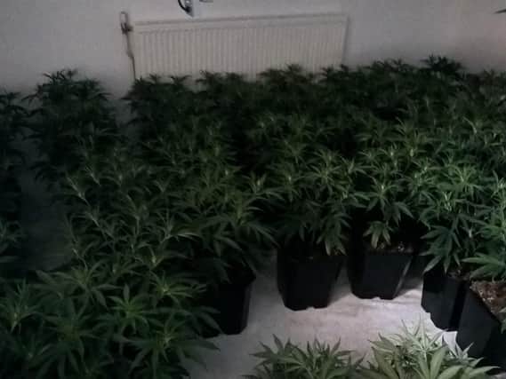 Cannabis plants were found growing in a house in Crookes, Sheffield