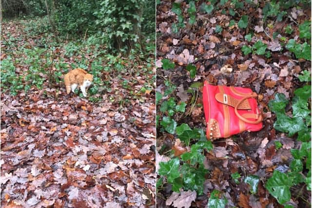 Cat found inside a bag in Sheffield - Credit: Neil Hawksworth