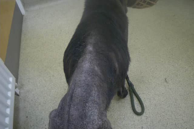 Sasha was underweight, and is believed to have been suffering with a skin condition for a considerable amount of time when she was taken into the care of the RSPCA