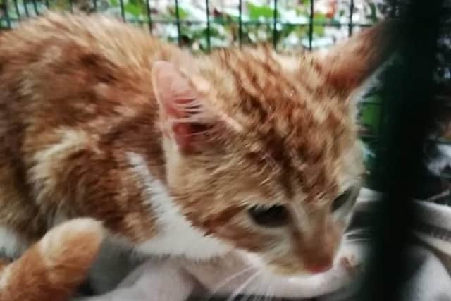 The cats were rescued after a dog walker found them zipped in a bag