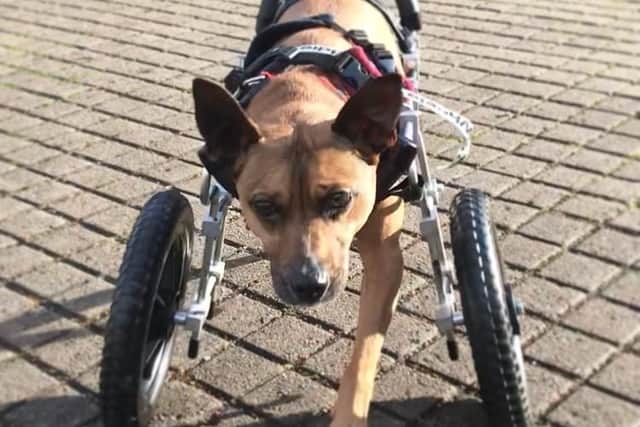 Sarah hopes that Brock will be able to enjoy long walks once again thanks to the cart