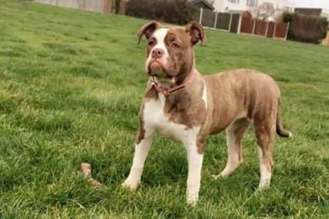 Have you seen missing Coco?