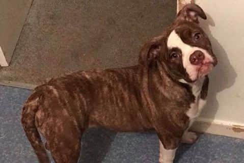 Coco has been missing since Friday