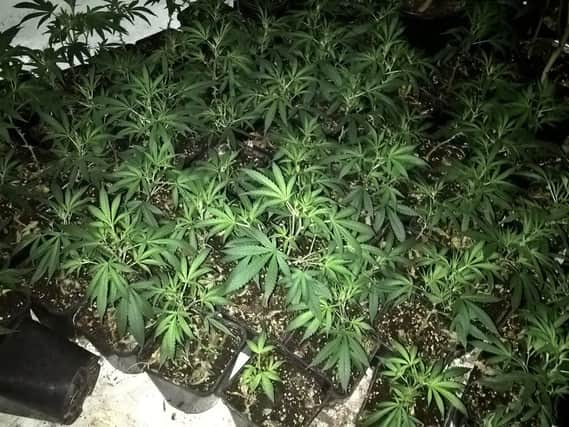 Cannabis plants were seized after a raid of a house in Brinsworth, Rotherham