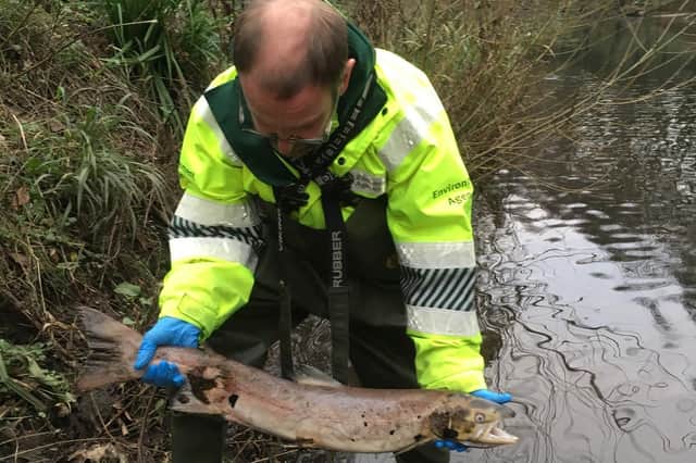 Jerome Master Environment Agency Fisheries Technical Specialist with female salmon at Salmon Pastures.