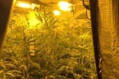 Two homes were turned into cannabis factories in Rotherham