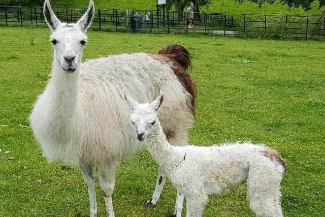 Avocado the llama last year and her newborn daughter at Graves Park Animal Farm (picture courtesy of the farm)
