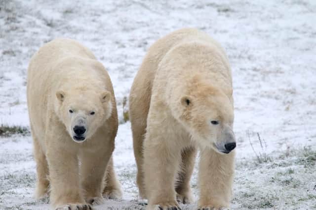 Polar bears enjoy the snow at Doncaster's Yorkshire Wildlife Park