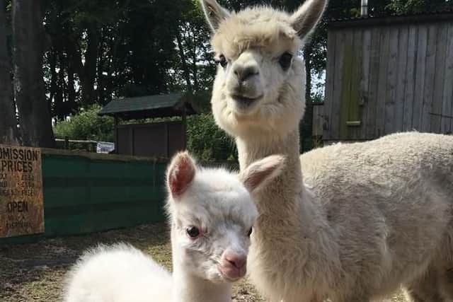 Alpaca fun day
