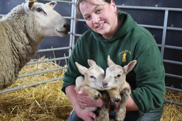 Lambing festival at Cannon Hall Farm