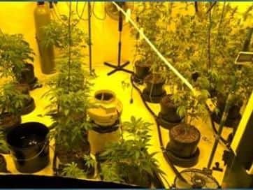 Cannabis plants were found growing in a property in Deepcar