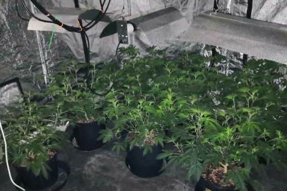 Cannabis plants growing at the home in Rotherham