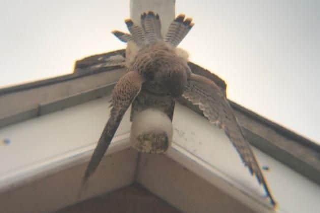 The kestrel had to be rescued after becoming entangled in a roof in Sheffield (pic: RSPCA)