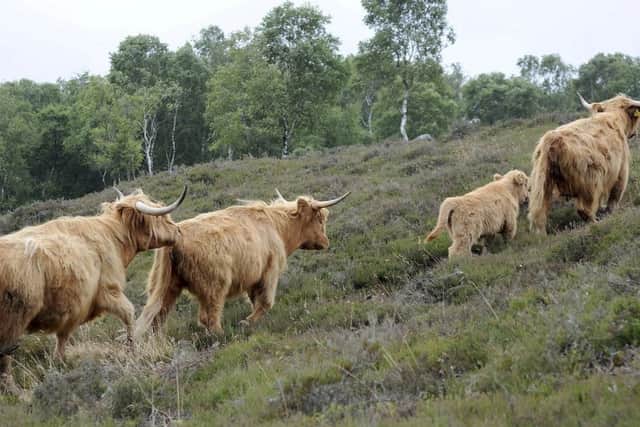 The Highland cattle at the Baslow Edge site, Derbyshire.