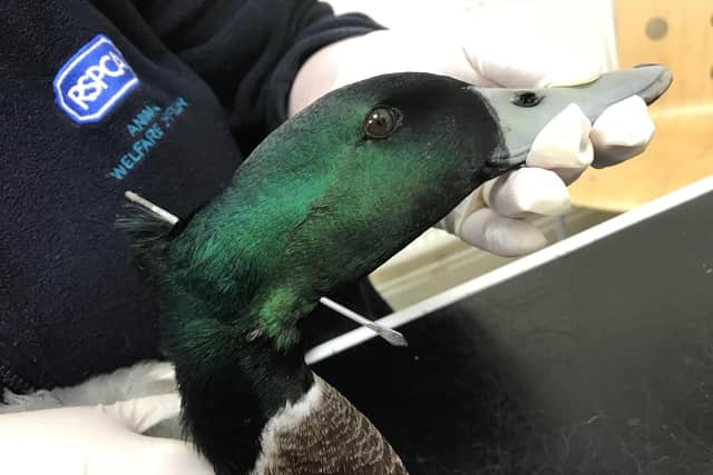 The shocking image of the duck with a dart through its neck