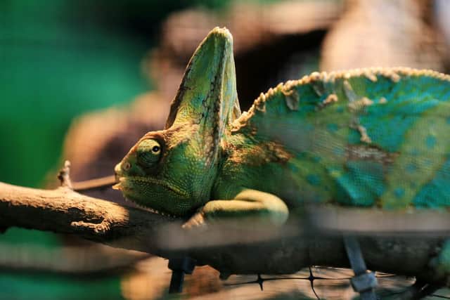 The Tropical Butterfly House Wildlife And Falconry Centre in North Anston is celebrating its 25th birthday this year. Pictured is a Veiled Chameleon. Picture: Chris Etchells