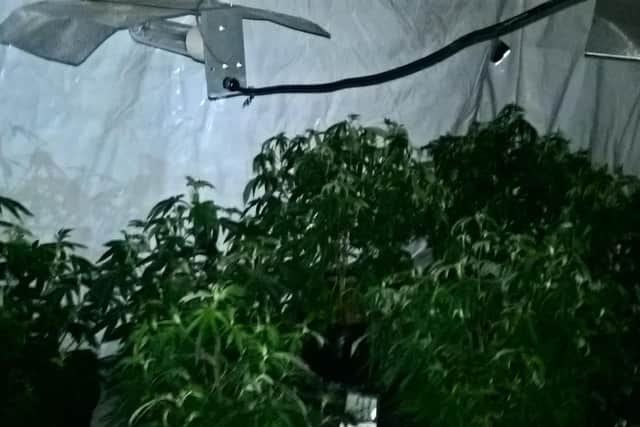 A cannabis farm was found in a house in Barnsley this morning