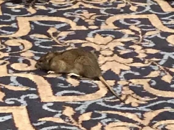 The rat spotted in the Wetherspoon pub. Picture: Neil Fletcher
