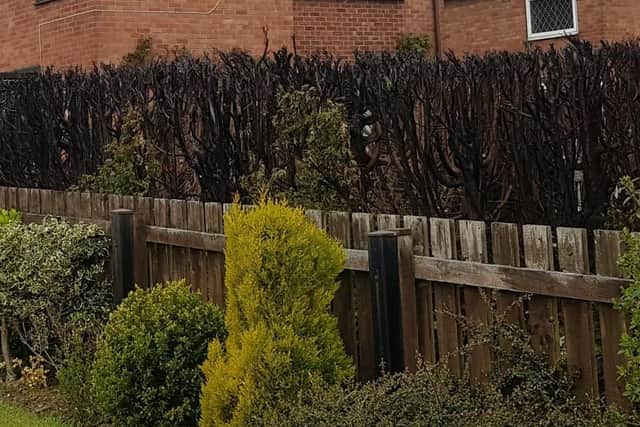 Damage caused to garden hedges in Halfway and Beighton which were set alight in a spate of arson attacks
