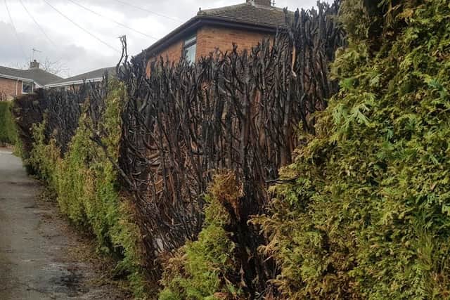 Damage caused to garden hedges in Halfway and Beighton which were set alight in a spate of arson attacks