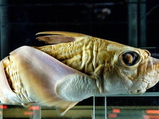 Allowed in hold and luggage: Yes. Specimens of mammals, reptiles, fish and other invertebrates must comply with Special Provision A180 of the Technical Instructions. You must contact the airline prior to travel.