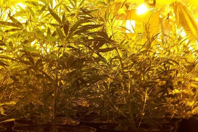 The cannabis plants