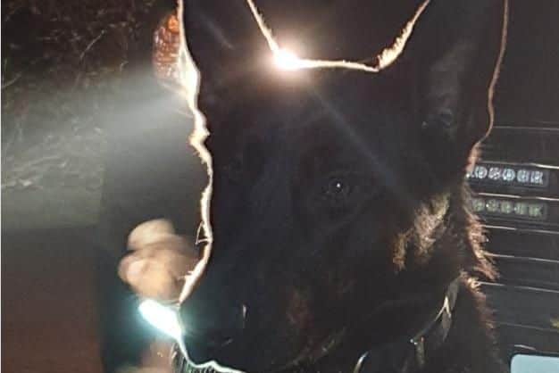 Police dog, Tyrion, tracked down a suspect wanted over a pub burglary in Sheffield