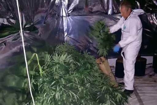Police discovered a cannabis farm in a house in Maltby, Rotherham