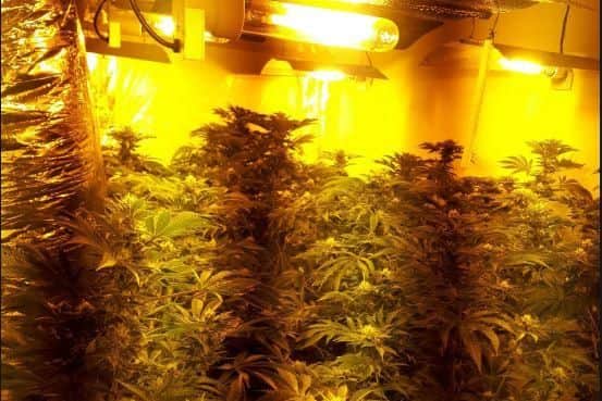 A cannabis farm was found during a police raid in Rawmarsh, Rotherham