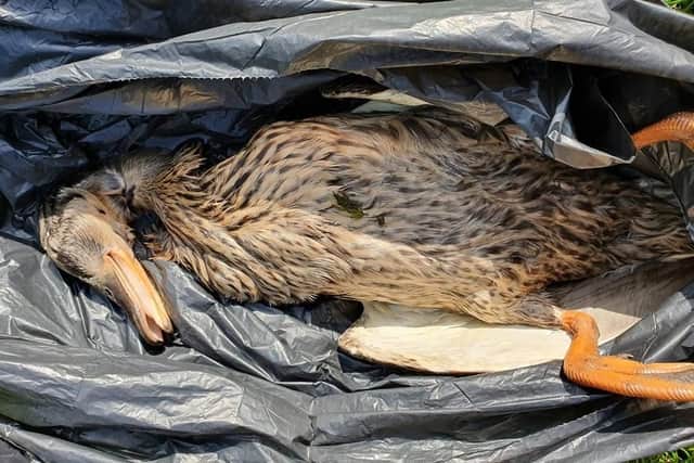 Duck killed at Frecheville pond - Credit: Mandy Lawrence