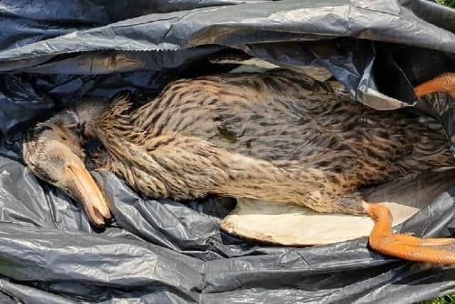 The duck that was found in Sheffield.