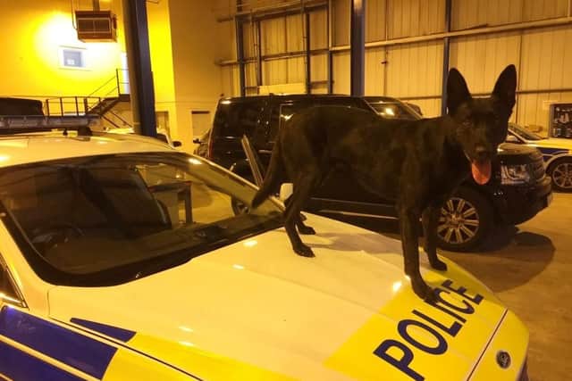 Police dog Rocky.