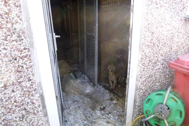 The duo were jailed for causing suffering to pet dogs and goats